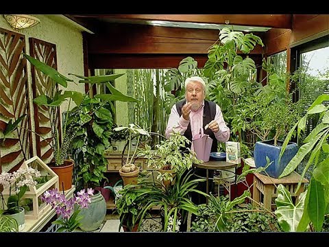 COMMENT AVOIR DES PLANTES VERTES EN PLEINE FORME…