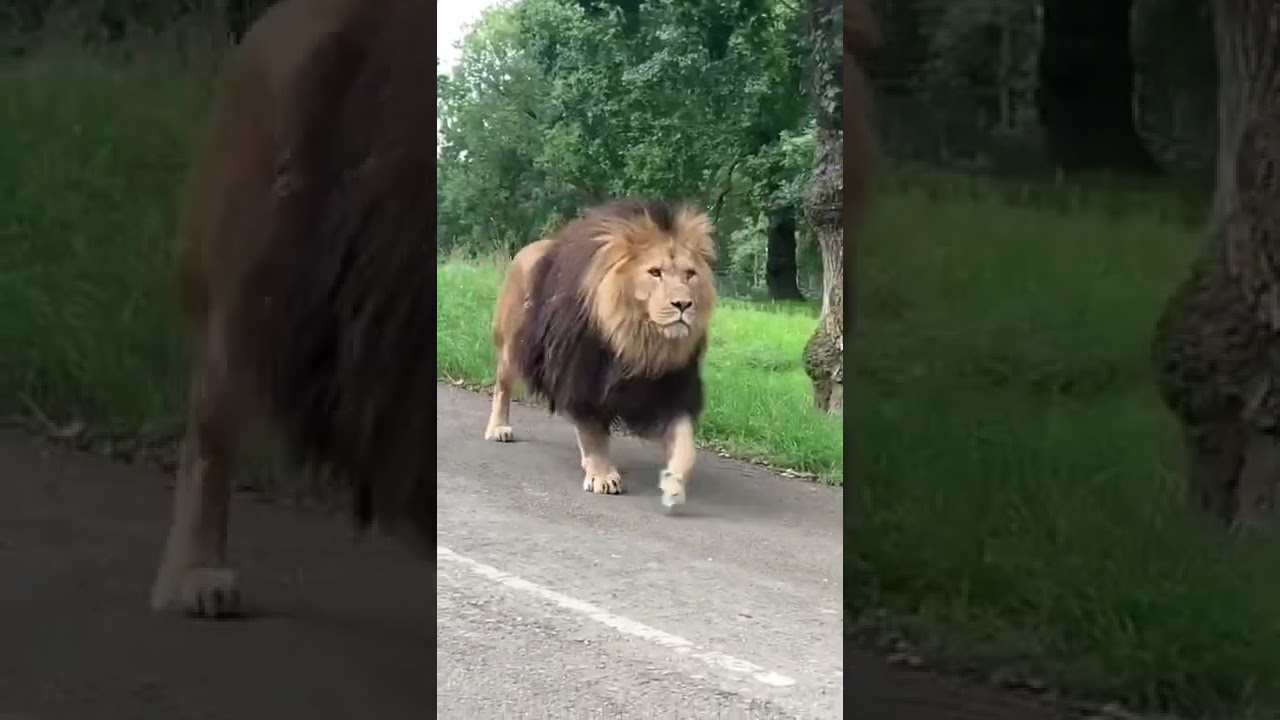 Voici un lion qui passe devant  les voitures tranquille