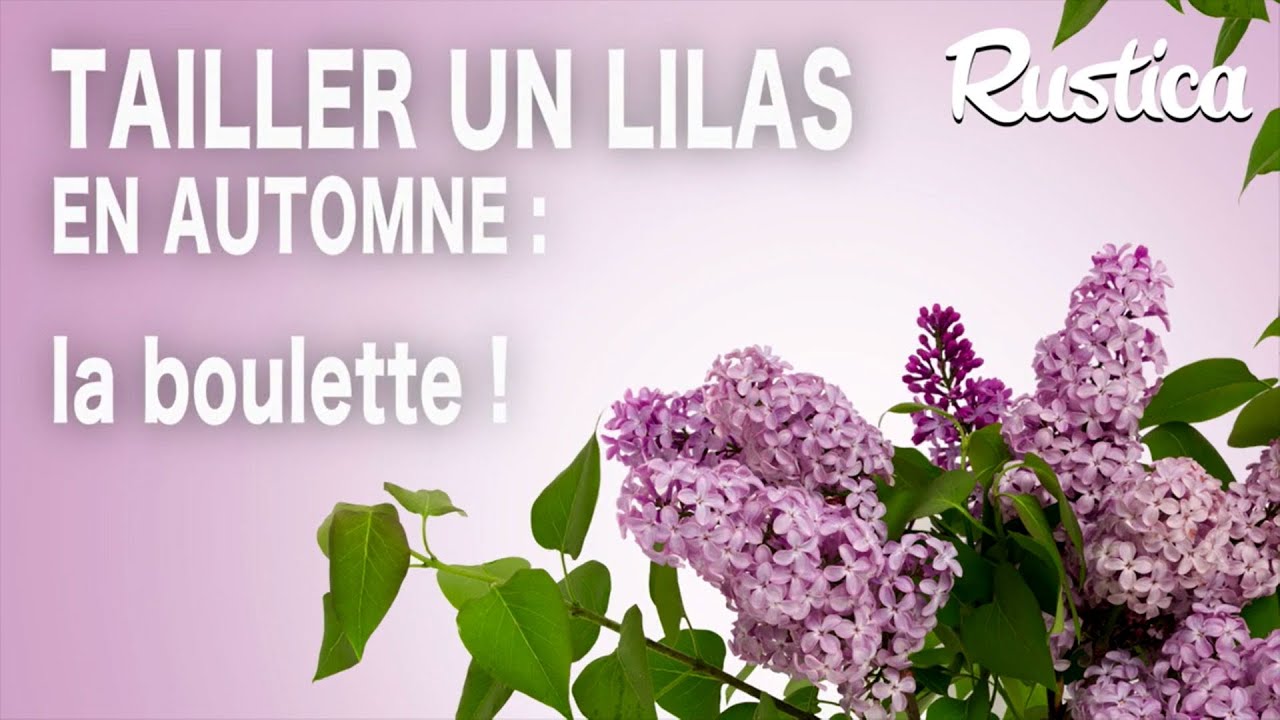 Pour avoir des fleurs, ne pas tailler le lilas en automne