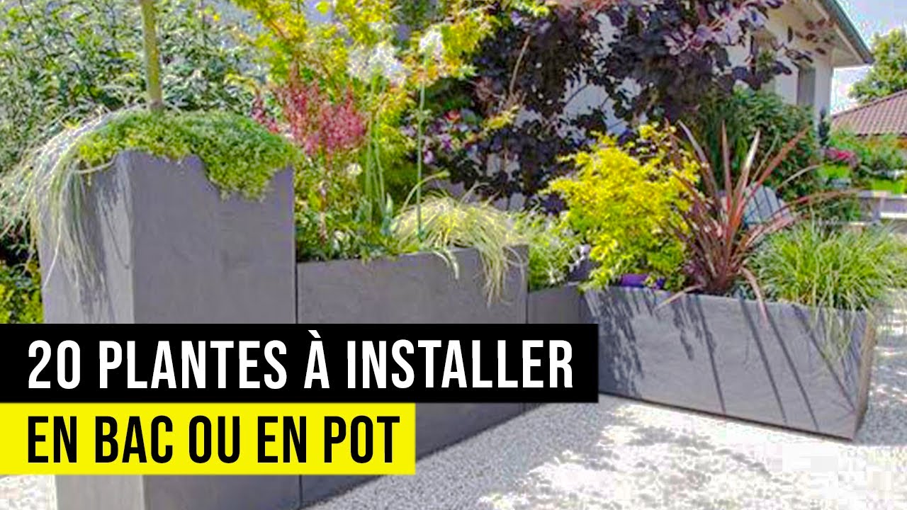 Meilleure plantes pour Bac ou Pot (résistance extrême)🔥