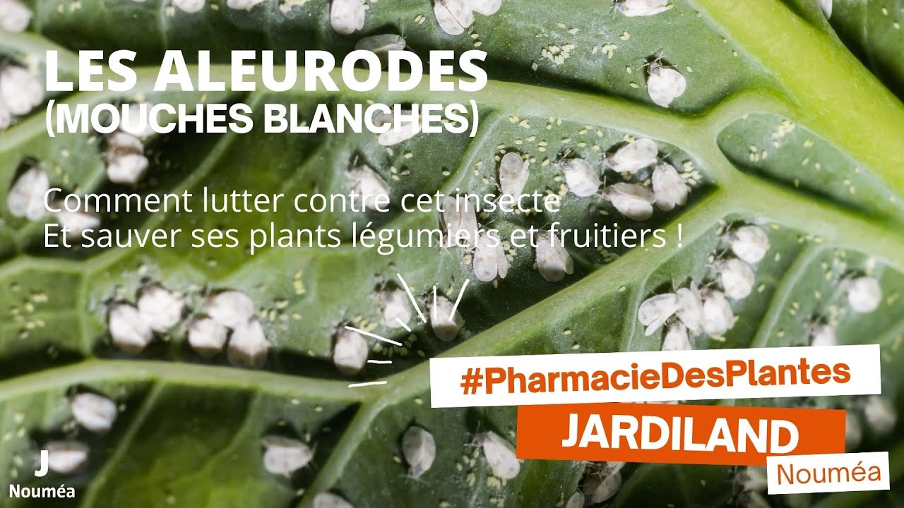 Lutter contre les aleurodes (mouches blanches) - Pharmacie des plantes