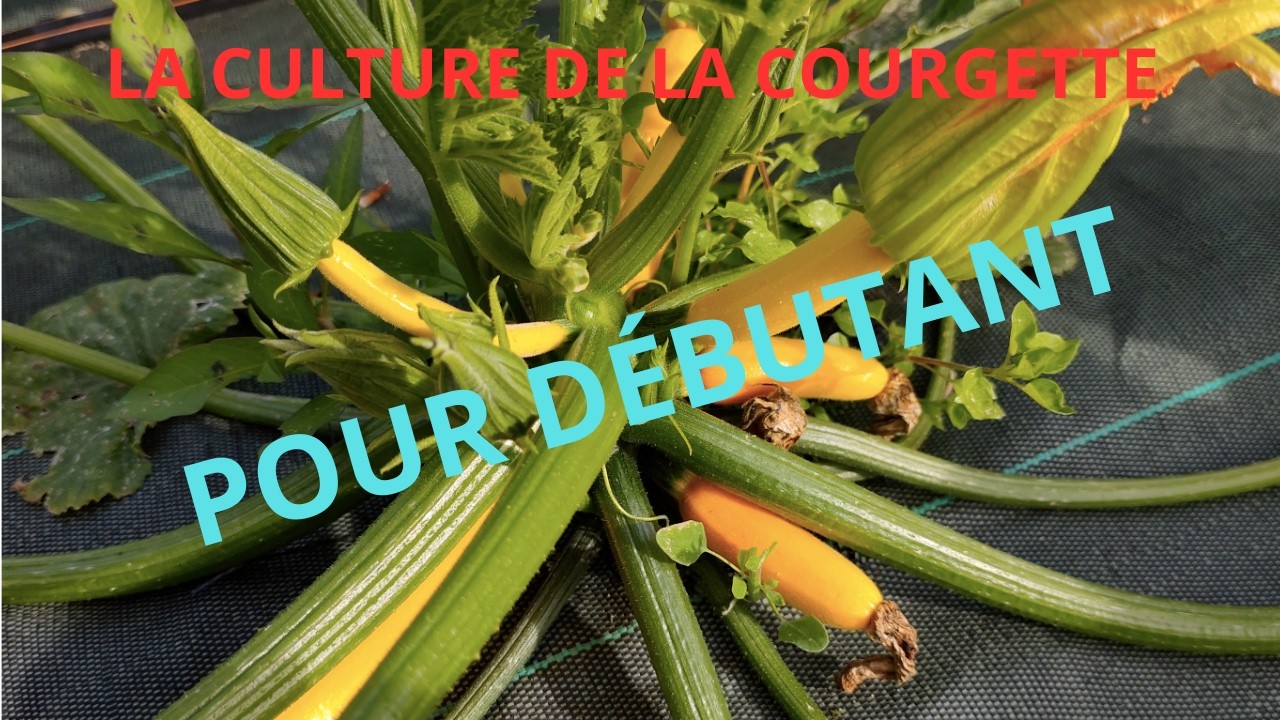 la COURGETTE, Ce qu'il faut savoir quand on débute dans le POTAGER