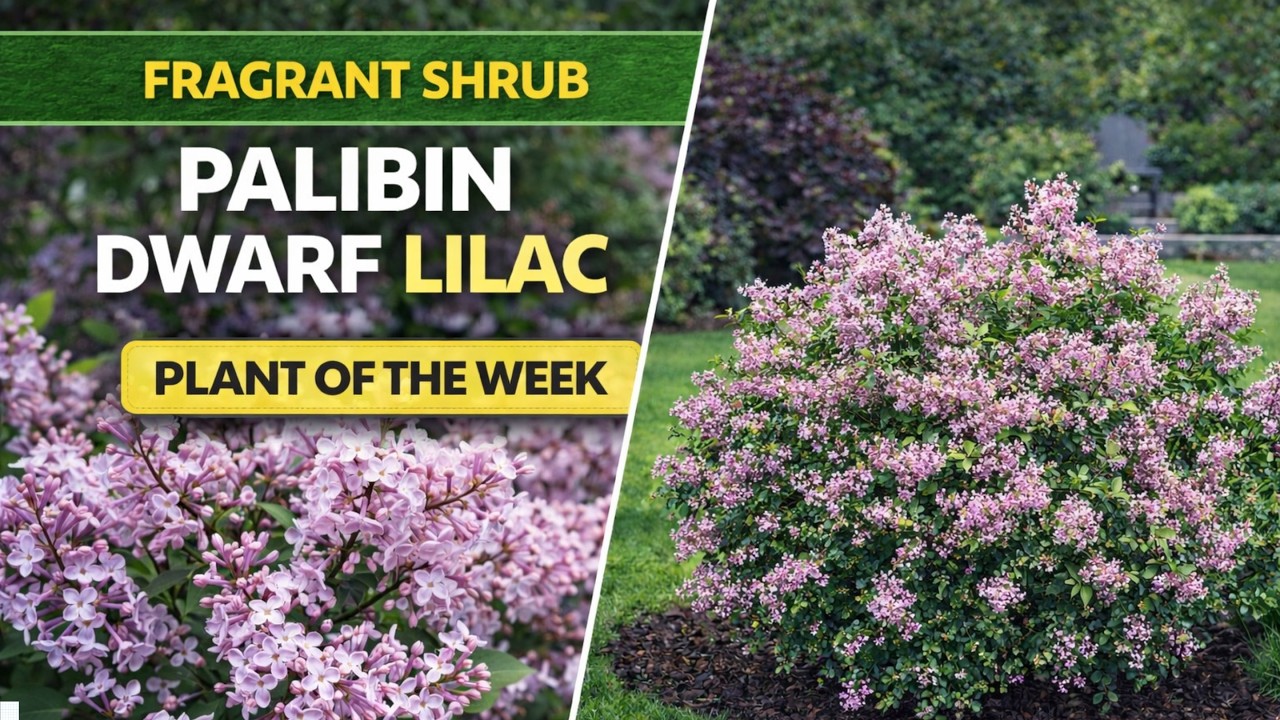 Palibin Dwarf Lilac | Best Fragrant Shrub for Small Landscapes?