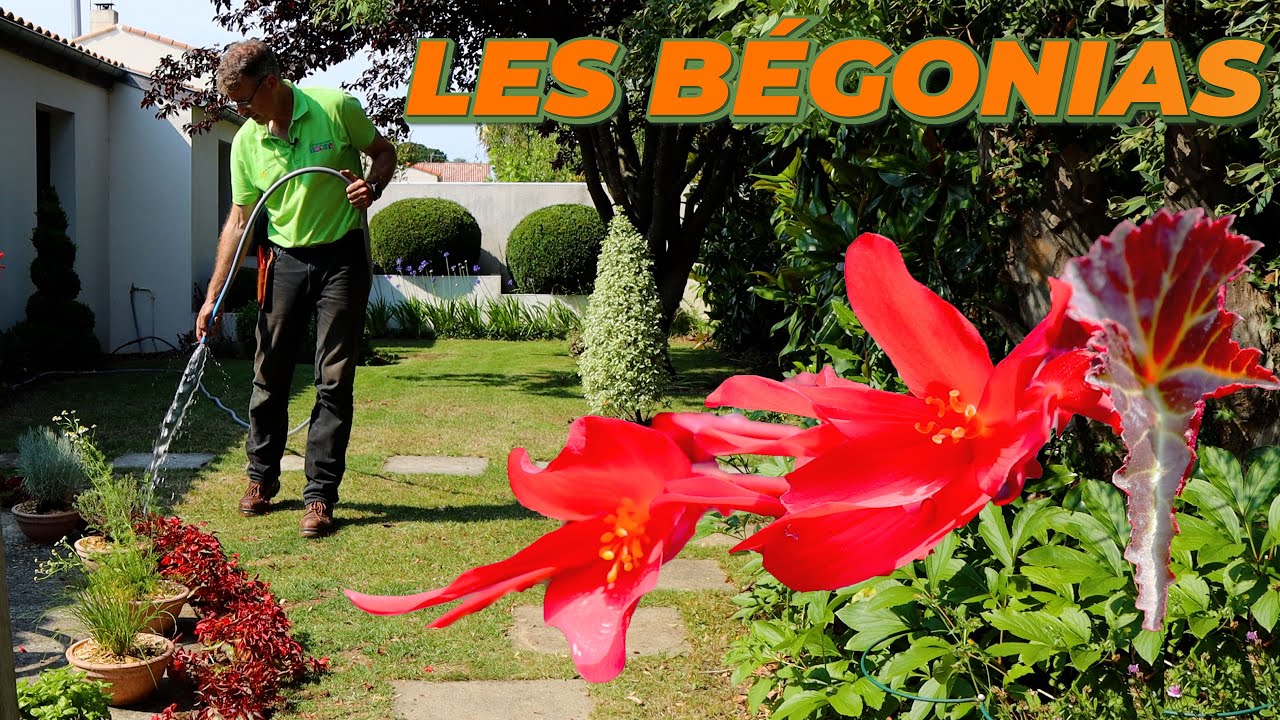 FAITE FLAMBOYER VOTRE JARDIN AVEC CETTE ANNUELLE - Que Faire Dans Mon Jardin ? Semaine 25