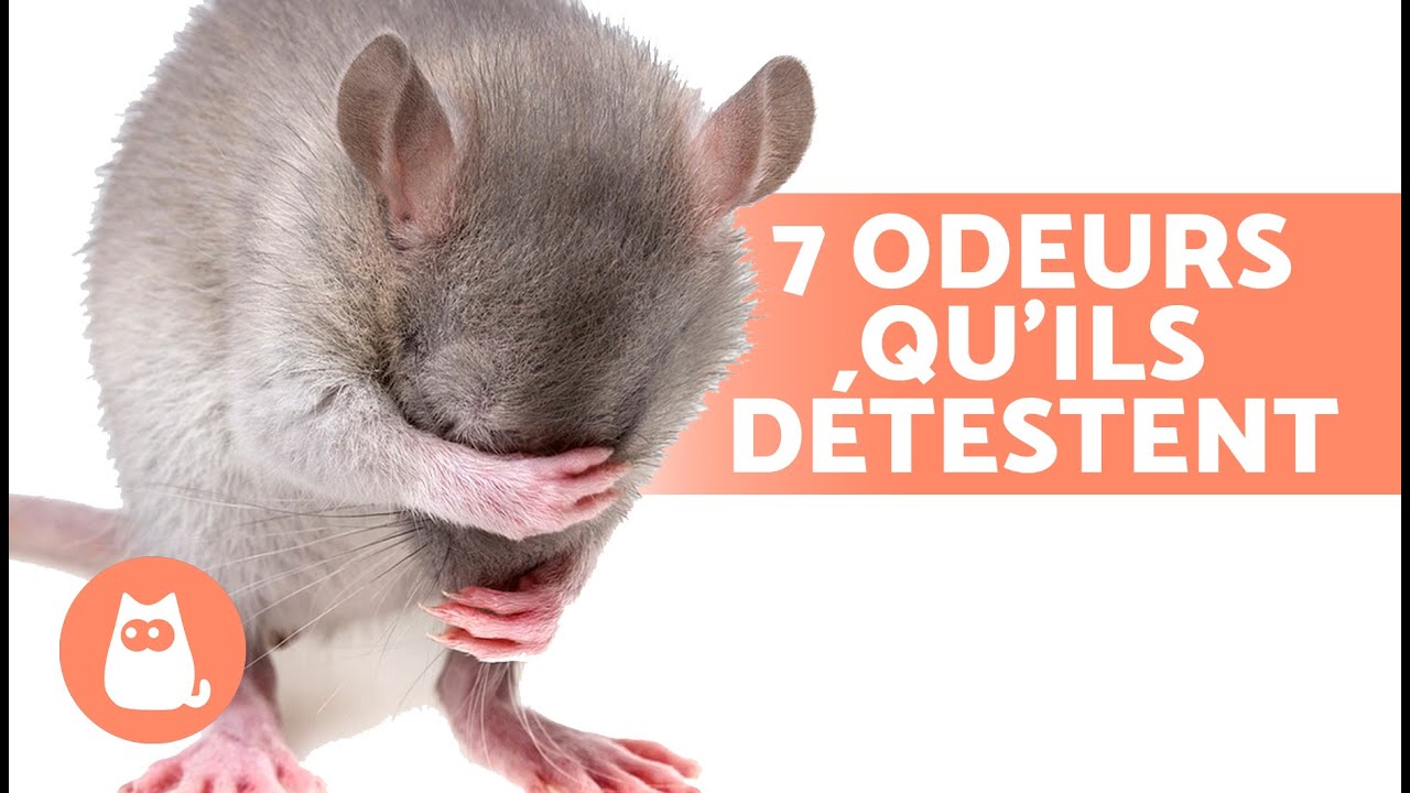 7 ODEURS que les SOURIS et les RATS DÉTESTENT🐀❌