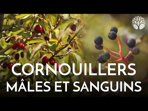Utiliser les cornouillers ?