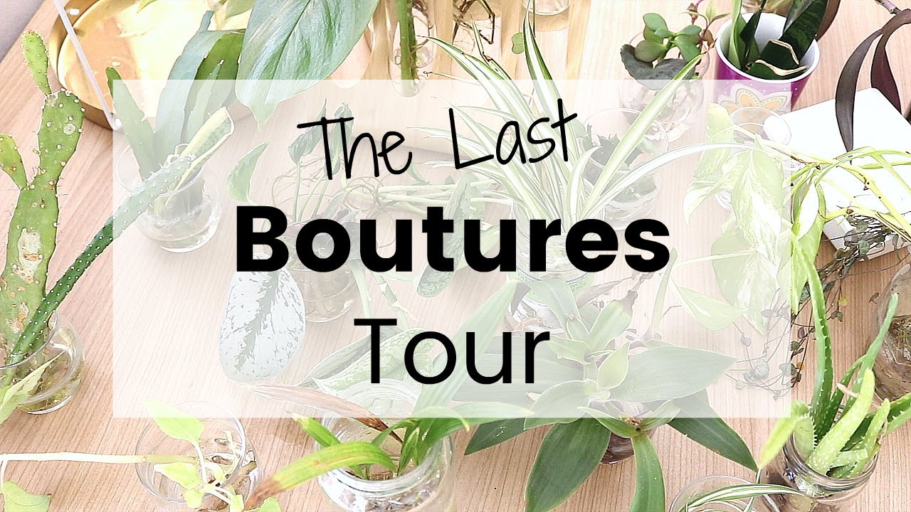 Dernier Bouture Tour - Je vous montre toutes mes boutures de plantes d'intérieur | Baby Plant Tour