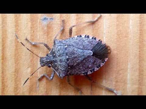 Comment retirer les punaises de la maison