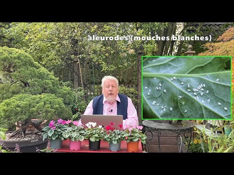LE QUOTIDIEN DU JARDIN : COMMENT ÉLIMINER LES MOUCHES BLANCHES ? (émission N°1)