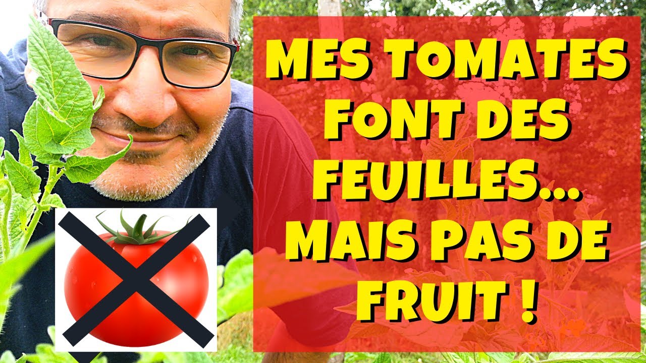 Tomates : beaucoup de feuilles mais peu de fruits ! Que faire ?