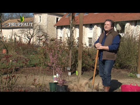 Cerisier à fleurs : plantation et entretien - Truffaut