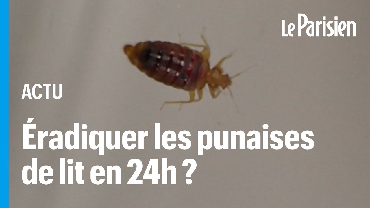 Un simple produit ménager pour combattre rapidement les punaises de lit ?