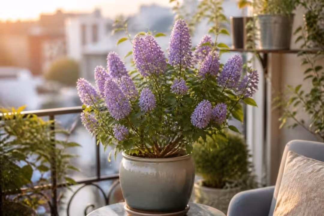 découvrez microphylla, le lilas miniature idéal pour embellir les petits espaces avec ses fleurs délicates et son port compact.