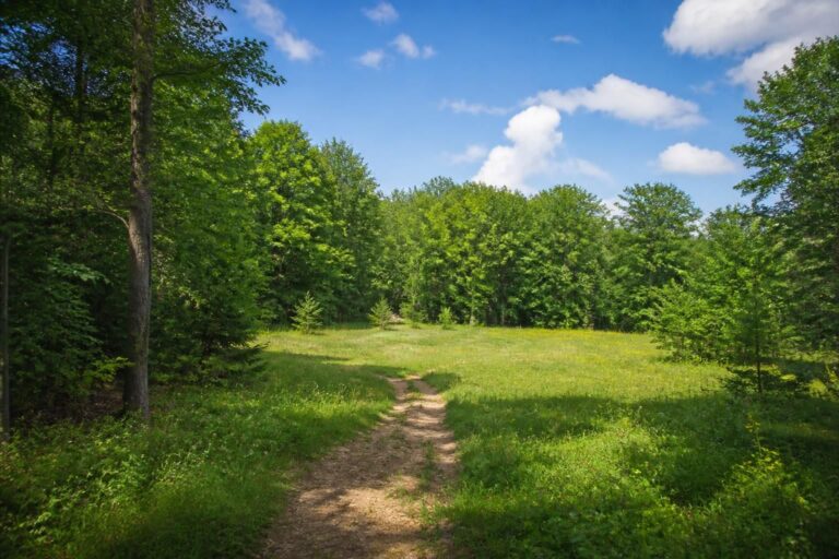 découvrez nos conseils pour bien choisir un terrain boisé constructible et réussir votre projet immobilier en harmonie avec la nature.