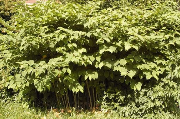 Cet arbuste discret à l&rsquo;angle des maisons révèle 5 usages méconnus des plantes de nos jardins