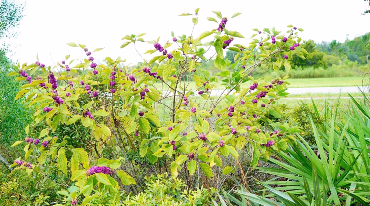 Plantes grasses à fleurs d&rsquo;extérieur : sélection et culture
