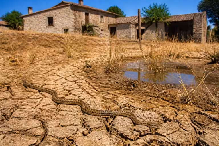 découvrez comment la sécheresse d'août pousse les vipères à se rapprocher des habitations et quel point d'eau crucial il faut surveiller pour éviter tout risque.